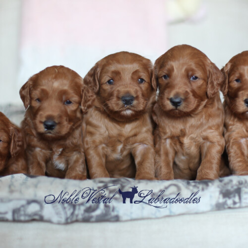 <strong>Week 4</strong><br>
08/19/2017<br>L-R: Girl, Boy, Boy, Boy, Boy