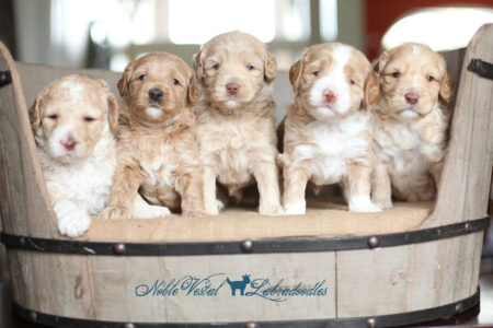 <strong>Week 4</strong><br>
07/28/2017<br>L-R: Girl, Girl, Boy, Boy, Boy