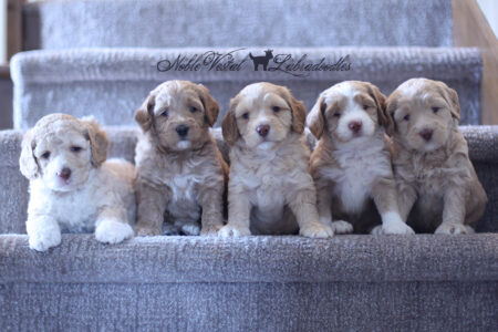 <strong>Week 5</strong><br>
08/05/2017<br>L-R: Girl, Girl, Boy, Boy, Boy