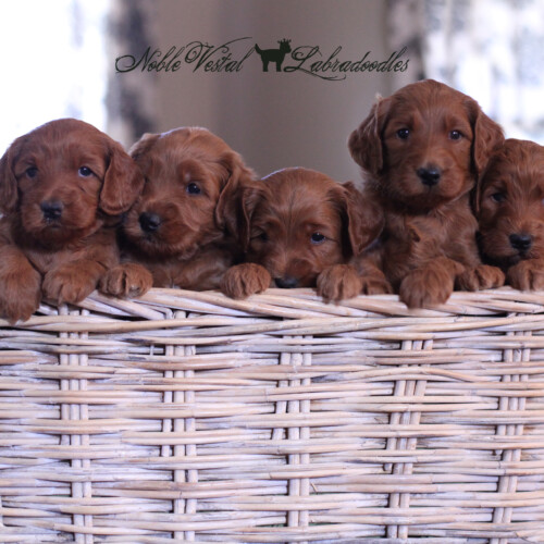 <strong>Week 5</strong><br>
08/26/2017<br>L-R: Girl, Boy, Boy, Boy, Boy