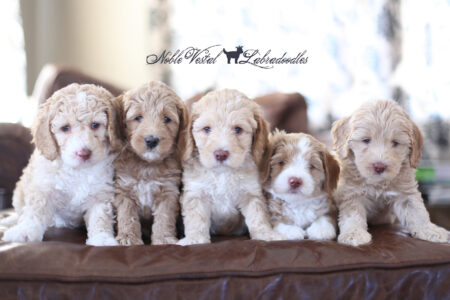 <strong>Week 6</strong><br>
08/13/2017<br>L-R: Girl, Girl, Boy, Boy, Boy