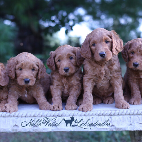 <strong>Week 6</strong><br>
09/03/2017<br>L-R: Girl, Boy, Boy, Boy, Boy