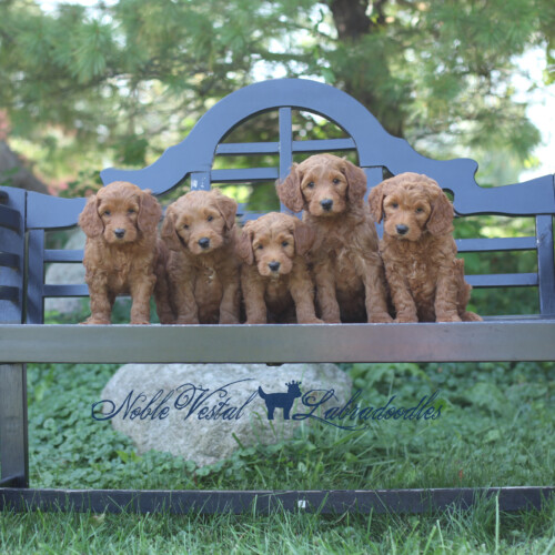 <strong>Week 7</strong><br>
09/09/2017<br>L-R: Girl, Boy, Boy, Boy, Boy