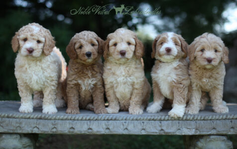 <strong>Week 7</strong><br>
08/19/2017<br>L-R: Girl, Girl, Boy, Boy, Boy