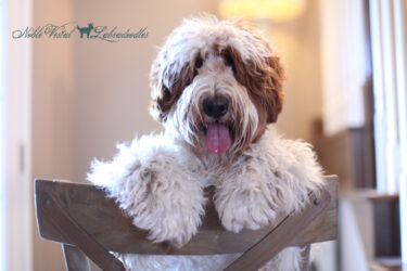 <strong>Waltzing Matilda's Jentle Jeremy</strong><br /> aka JJ<br />
ALAA-056515 WALA-00006557