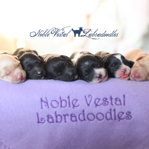 <strong>Newborn</strong><br>
09/19/2017<br>L-R: Girl, Girl, Girl, Boy, Boy, Boy