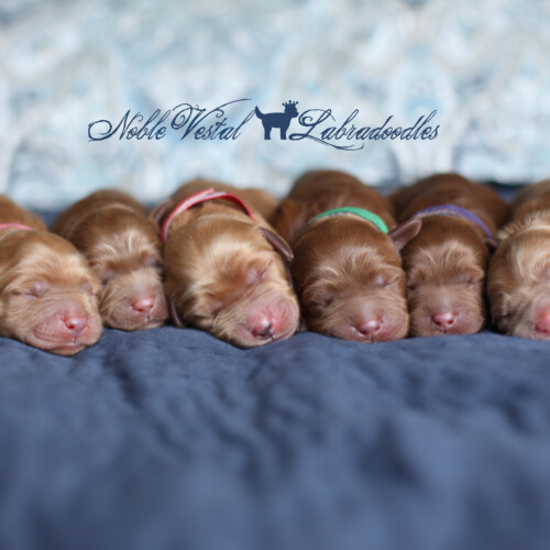 <strong>Newborn</strong><br>
09/14/2017<br>L-R: Girl, Girl, Boy, Boy, Boy, Boy