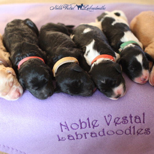 <strong>Newborn</strong><br>
09/19/2017<br>L-R: Girl, Girl, Girl, Boy, Boy, Boy