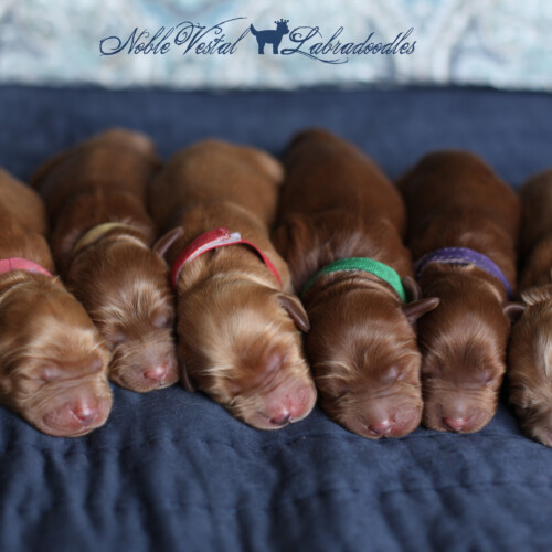 <strong>Newborn</strong><br>
09/14/2017<br>L-R: Girl, Girl, Boy, Boy, Boy, Boy