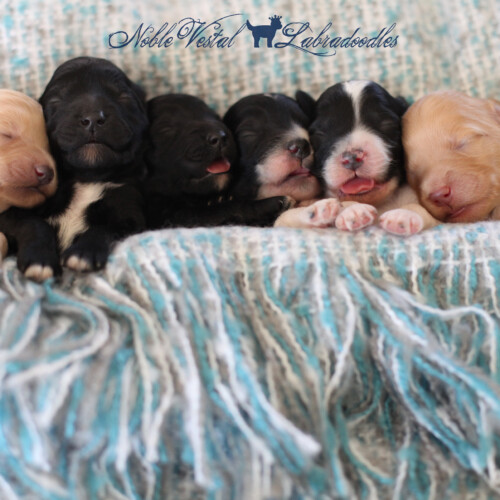 <strong>Week 1</strong><br>
09/23/2017<br>L-R: Girl, Girl, Girl, Boy, Boy, Boy