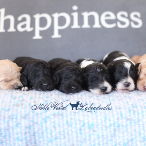 <strong>Week 2</strong><br>
09/30/2017<br>L-R: Girl, Girl, Girl, Boy, Boy, Boy