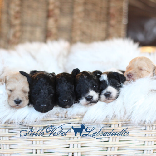 <strong>Week 3</strong><br>
10/08/2017<br>L-R: Girl, Girl, Girl, Boy, Boy, Boy