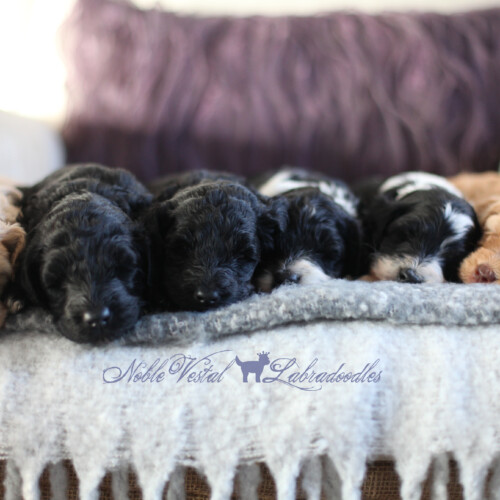 <strong>Week 4</strong><br>
10/14/2017<br>L-R: Girl, Girl, Girl, Boy, Boy, Boy