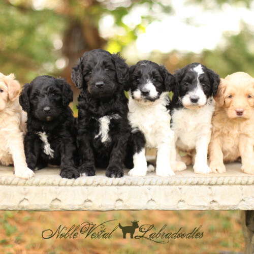 <strong>Week 5</strong><br>
10/21/2017<br>L-R: Girl, Girl, Girl, Boy, Boy, Boy