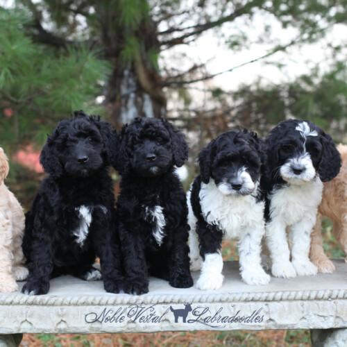 <strong>Week 8</strong><br>
11/11/2017<br>L-R: Girl, Girl, Girl, Boy, Boy, Boy