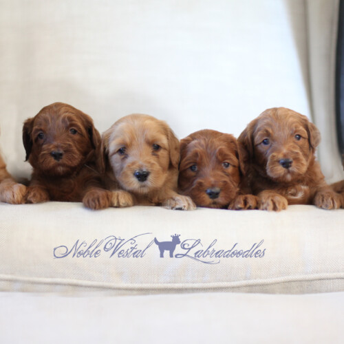 <strong>Week 4</strong><br>
10/14/2017<br>L-R: Girl, Girl, Boy, Boy, Boy, Boy