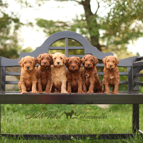 <strong>Week 5</strong><br>
10/21/2017<br>L-R: Girl, Girl, Boy, Boy, Boy, Boy