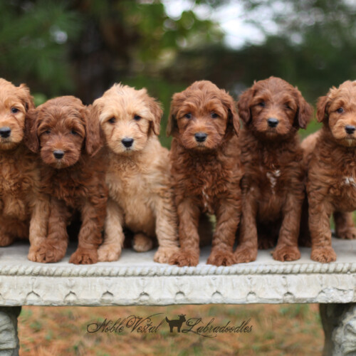 <strong>Week 6</strong><br>
10/29/2017<br>L-R: Girl, Girl, Boy, Boy, Boy, Boy