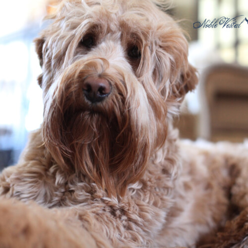 <strong>Noble Vestal's Rogue One</strong><br /> aka Rogue Noble Vestal's Rogue One