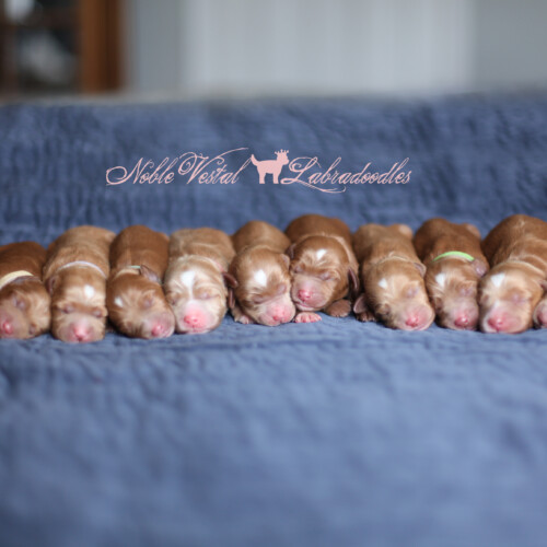<strong>Newborn</strong><br>
10/21/2017<br>L-R: Girl, Girl, Girl, Girl, Girl, Girl, Girl, Boy, Boy, Boy, Boy