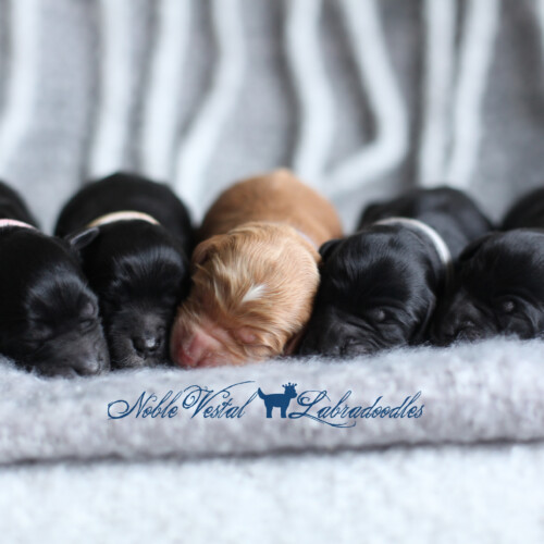 <strong>Newborn</strong><br>
10/05/2017<br>L-R: Girl, Girl, Girl, Boy, Boy