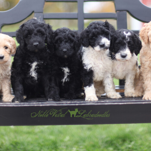 <strong>Week 6</strong><br>
10/29/2017<br>L-R: Girl, Girl, Girl, Boy, Boy, Boy