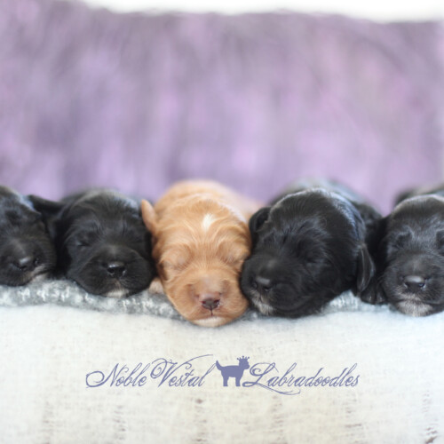 <strong>Week 1</strong><br>
10/14/2017<br>L-R: Girl, Girl, Girl, Boy, Boy