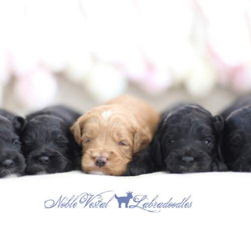 <strong>Week 2</strong><br>
10/21/2017<br>L-R: Girl, Girl, Girl, Boy, Boy