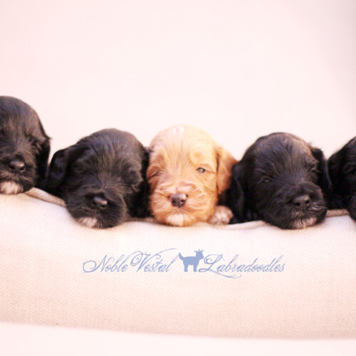 <strong>Week 3</strong><br>
10/28/2017<br>L-R: Girl, Girl, Girl, Boy, Boy