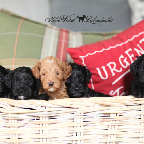 <strong>Week 4</strong><br>
11/04/2017<br>L-R: Girl, Girl, Girl, Boy, Boy