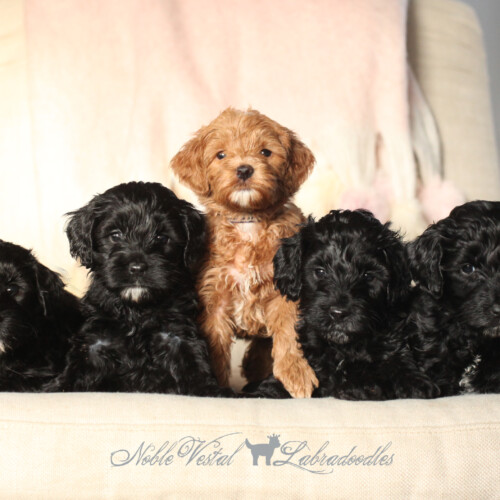 <strong>Week 05</strong><br>
11/0112017<br>L-R: Girl, Girl, Girl, Boy, Boy