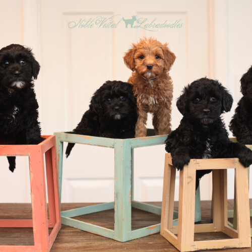 <strong>Week 06</strong><br>
11/019/17<br>L-R: Girl, Girl, Girl, Boy, Boy