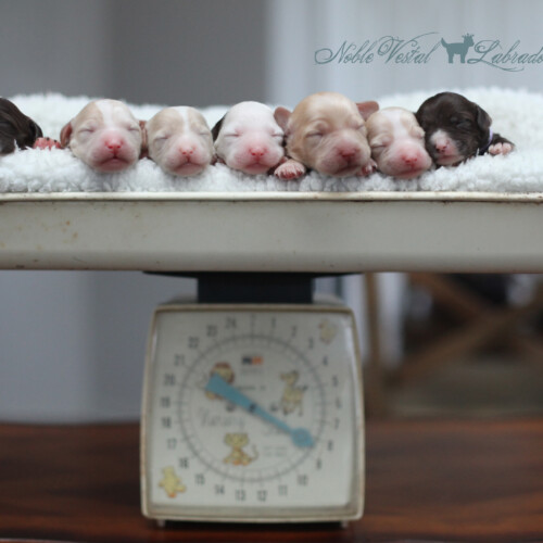 <strong>Newborn</strong><br>
11/11/2017<br>L-R: Boy, Boy, Girl, Girl, Girl, Girl, Girl