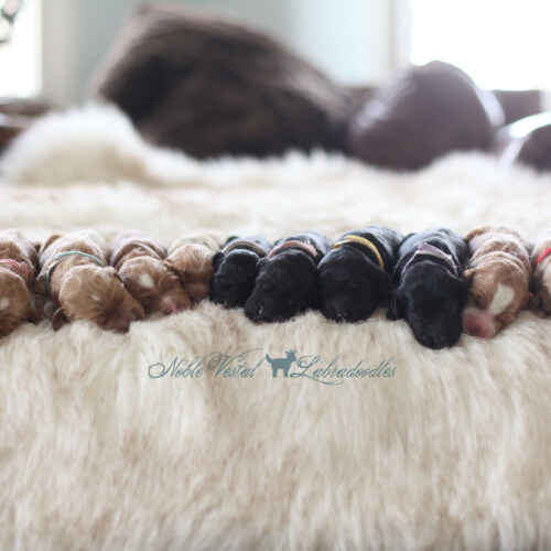 <strong>Newborn</strong><br>
11/11/2017<br>L-R: Girl, Girl, Girl, Girl, Girl, Girl, Girl, Boy, Boy, Boy, Boy, Boy