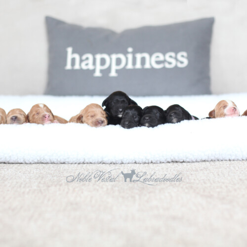 <strong>Newborn</strong><br>
11/19/2017<br>L-R: Girl, Girl, Girl, Girl, Girl, Girl, Girl, Boy, Boy, Boy, Boy, Boy