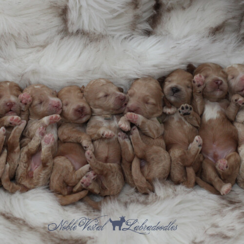 <strong>Week 1</strong><br>
11/11/2017<br>L-R: Girl, Girl, Girl, Girl, Girl, Boy, Boy, Boy, Boy, Boy