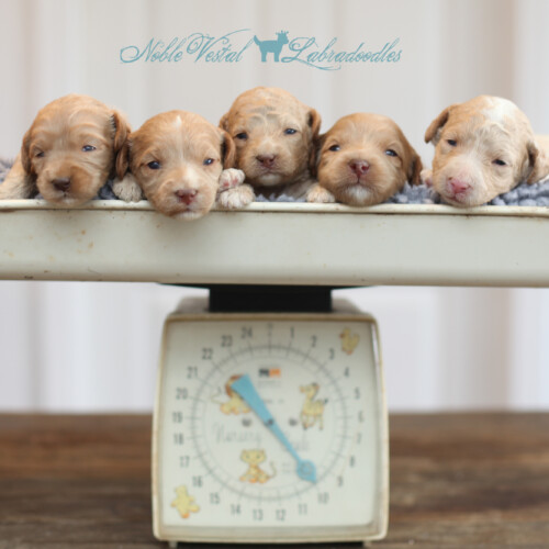 <strong>Week 2</strong><br>
11/19/2017<br>L-R: Girl, Girl, Girl, Girl, Girl, Boy, Boy, Boy, Boy, Boy