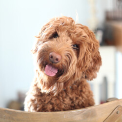 <strong>Noble Vestal’s I Want It Now</strong><br /> aka Veruca