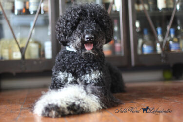 <strong>Noble Vestal's Major Babe</strong> <br />aka Babe<br />
ALAA-098169 WALA-00052083 Phantom Labradoodle