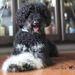 <strong>Noble Vestal's Major Babe</strong> <br />aka Babe<br />
ALAA-098169 WALA-00052083 Phantom Labradoodle