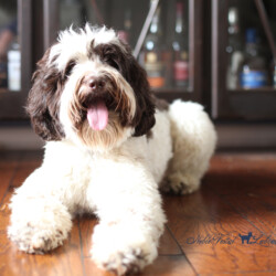 <strong>Noble Vestal's I Choose You</strong> <br />aka Pikachu Noble Vestal's I Choose You