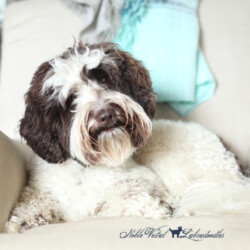 <strong>Noble Vestal's I Choose You</strong> <br />aka Pikachu Noble Vestal's I Choose You