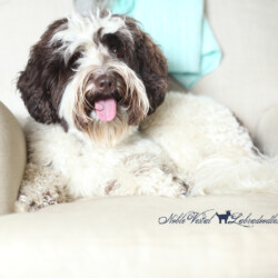 <strong>Noble Vestal's I Choose You</strong> <br />aka Pikachu Noble Vestal's I Choose You