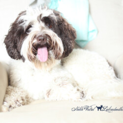 <strong>Noble Vestal's I Choose You</strong> <br />aka Pikachu Noble Vestal's I Choose You