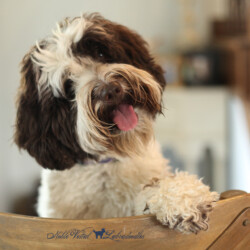 <strong>Noble Vestal's I Choose You</strong> <br />aka Pikachu Noble Vestal's I Choose You