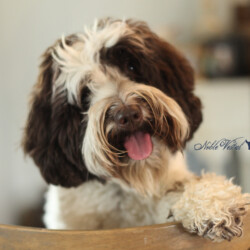 <strong>Noble Vestal's I Choose You</strong> <br />aka Pikachu Noble Vestal's I Choose You