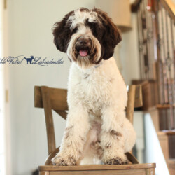 <strong>Noble Vestal's I Choose You</strong> <br />aka Pikachu Noble Vestal's I Choose You