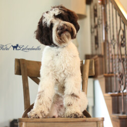 <strong>Noble Vestal's I Choose You</strong> <br />aka Pikachu Noble Vestal's I Choose You