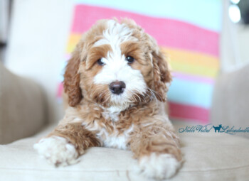 <strong>K9 Necessities</strong> <br />Bringing a new Labradoodle home? Give him a proper welcome by having these essentials on hand.