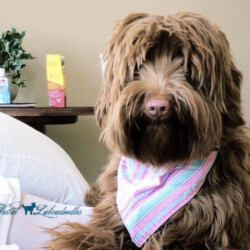 <strong>Noble Vestal's Sugar Shack</strong> <br />aka Shoog Noble Vestal's Sugar Shack